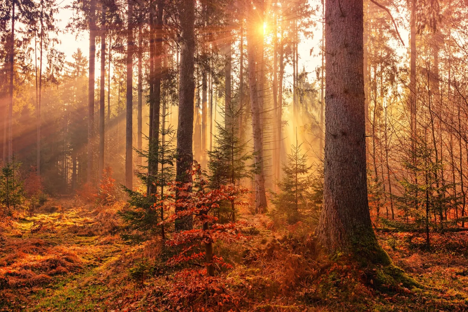 Bohemian Castles & Countryside — Autumn Forest